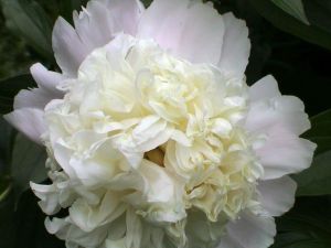 white peony11.jpg